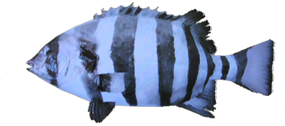 File:StripedBeakfish NB.png