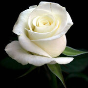 White-Rose-02.jpg