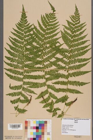 File:Neuchâtel Herbarium - Athyrium filix-femina - NEU000003080.jpg