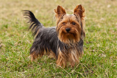 Yorkshire-Terrier
