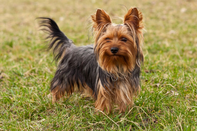 Archivo:Yorkshire-Terrier.jpg