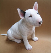 BULL-TERRIER.jpg