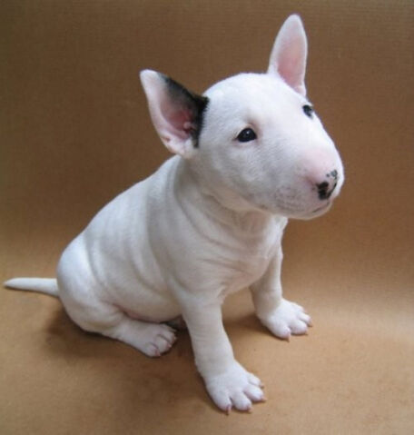 Archivo:BULL-TERRIER.jpg