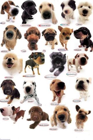 Archivo:Perritos-lindos-22040.jpg