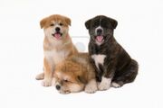 8512789-tres-akita-inu-cachorros-perros-sobre-fondo-blanco.jpg