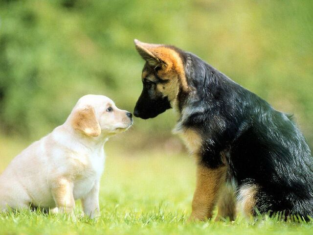 Archivo:Perritos.jpg