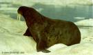 File:Walrus.jpg