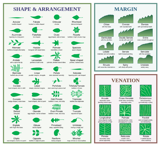 File:Leaf morphology.png