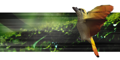 Spitfire-bird.png