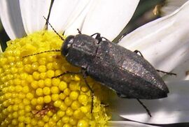 Jewel beetle2