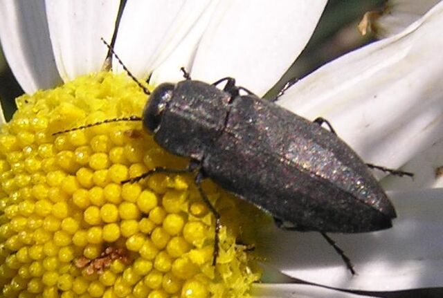 File:Jewel beetle2.jpg