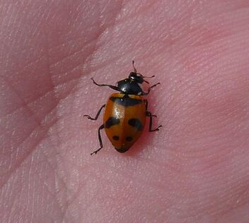 Hippodamia glacialis Glacial ladybird