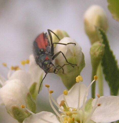 File:Malachius aeneus03.jpg