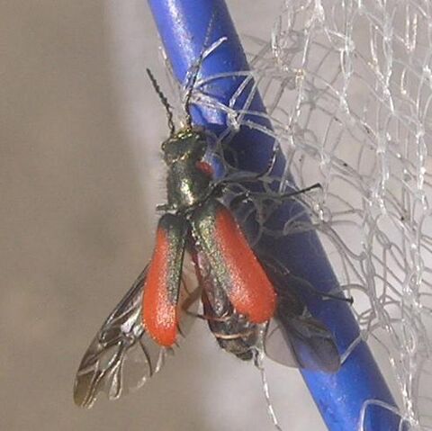 File:Malachius aeneus02.jpg
