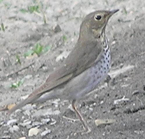 File:Swainson's Thrush.jpg