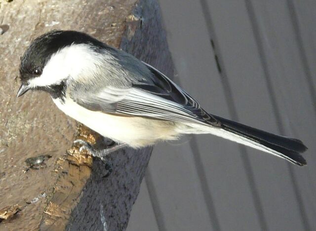 File:Black-capped Chickadee1.jpg