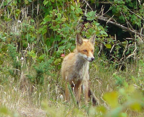 File:Red Fox (5).jpg