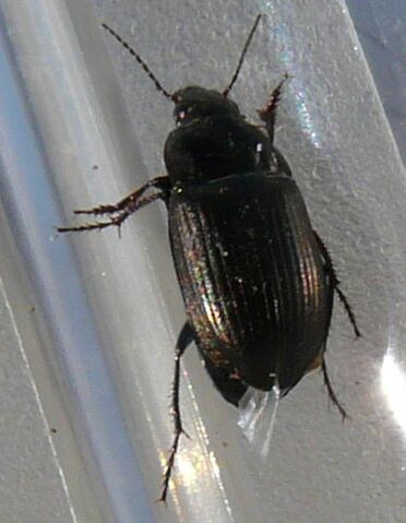 File:Amara sp. beetle3.jpg