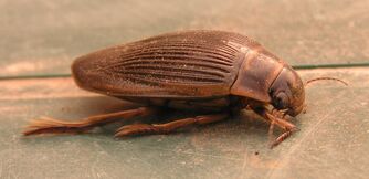 Circumcinctus side view