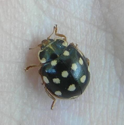 File:Creamspottedladybirdblack.jpg