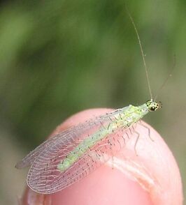 Chrysopa chi thumb pic