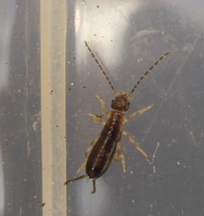 Earwig nymph