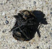 Northern carrion beetle2
