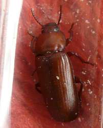 Yellow mealworm beetle1