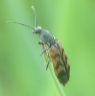Pseudanostirus triundulata 1