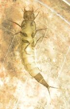 Pdivingbeetlelarva1 under