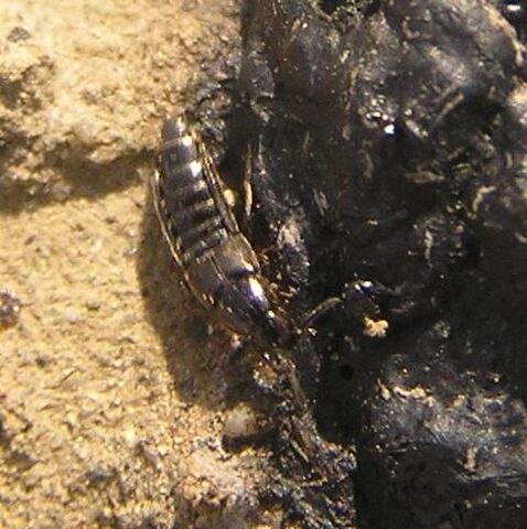 File:Rove beetle5.jpg