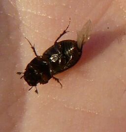 Aphodius distinctus11