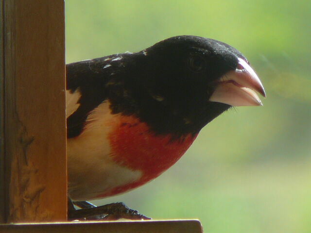File:Rose-breasted Grosbeak male A1.jpg