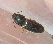 Hypnoidus sp.