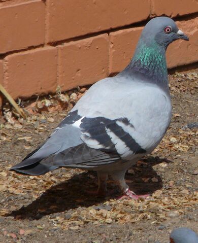 File:Rock Dove.jpg