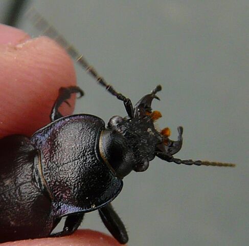 File:European Carabid beetle.jpg