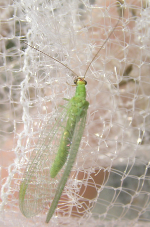Chrysopa sp.2