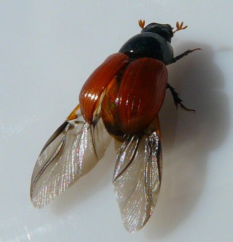 File:Aphodius fimetarius3.jpg