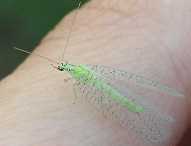 File:Chrysopa chi 3.png