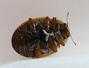 Hudsonian ladybird 4