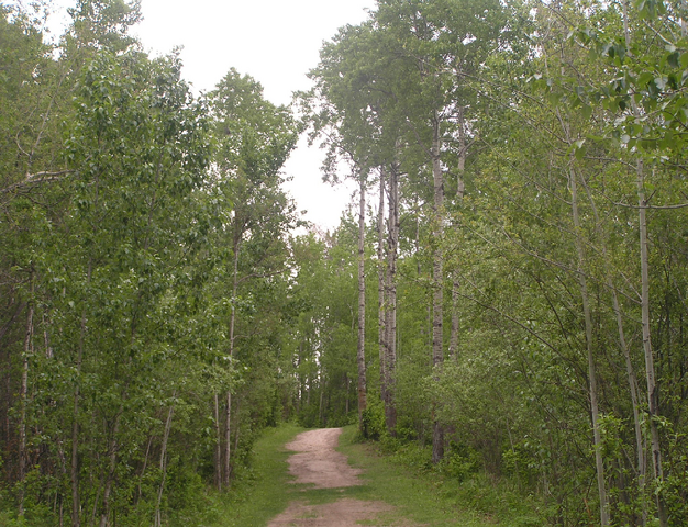 File:Habitat, aspen woodland.png