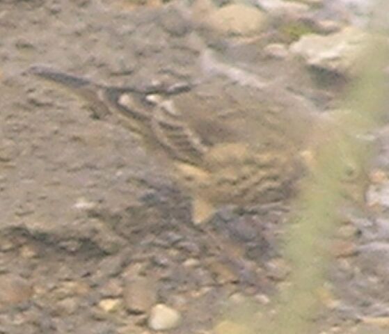 File:American Pipit 2.jpg