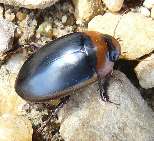 File:Diving beetle1.jpg