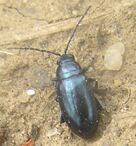 Metallic blue flea beetle