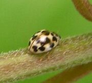 Twentyspottedladybird 01