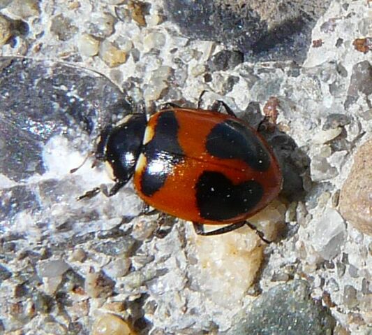 File:High country ladybird2.jpg