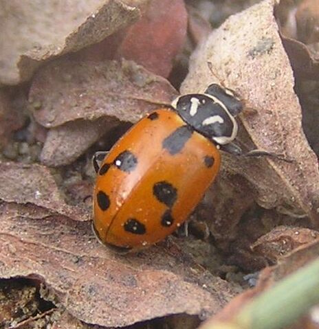 File:Sinuate ladybird 2.jpg