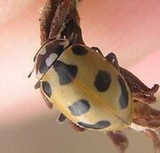 Parenthesis ladybird4