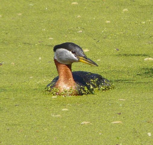 File:Red-necked Grebe duckweed.jpg