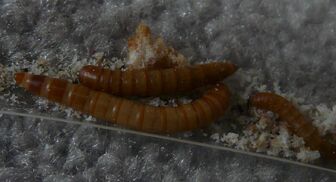 Tenebrio molitor larva1